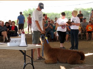This llama was uninterested in doing the obstacle course, but did kneel down when his trainer told him to