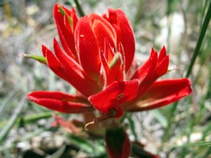 Indian paintbrush (Castilleja angustifolia)