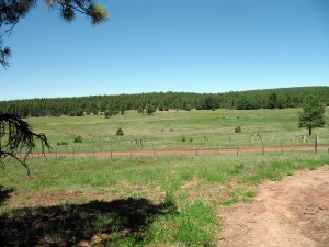 Did you know New Mexico was green?