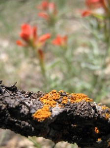 We liked the orange and red in this shot.