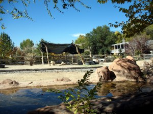 Next were the Navajo sheep.