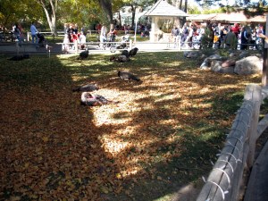 Then we saw wild turkeys. What kind of zoo is this? And where is the candy?
