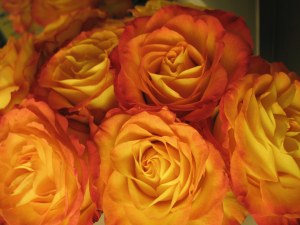 It was hard to get all the flowers in one nice shot.