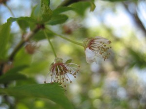 dcs0002-083 dcs0002-083