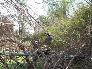 dcs0002-112 Lots of quail live nearby and make appearances in our backyard from time to time.