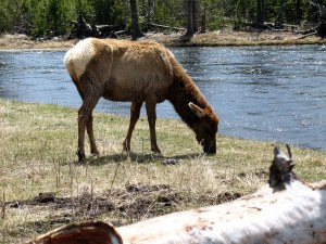 DCS00138 044 My camera was zoomed in. We didn't dare get any closer to this elk but stayed on the other side of the log.