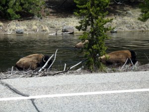 DCS00138 133 Day 2: buffalo crossing the river...