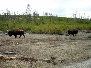 DCS00138 146 Here a line of about 6 buffalo came marching past us off to the side of the road.