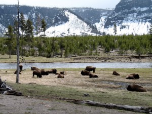 DCS00138 161 It was so fun to see a herd of buffalo and imagine what a big herd must have looked like. You know, back before we killed them all.