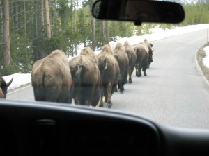 DCS00138 262 ...And the next they formed a nice straight line.