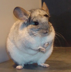 chinchilla2