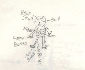 Including: brain skull, skull, elbow, ribs, finger bones, toe bones, and leg bones.